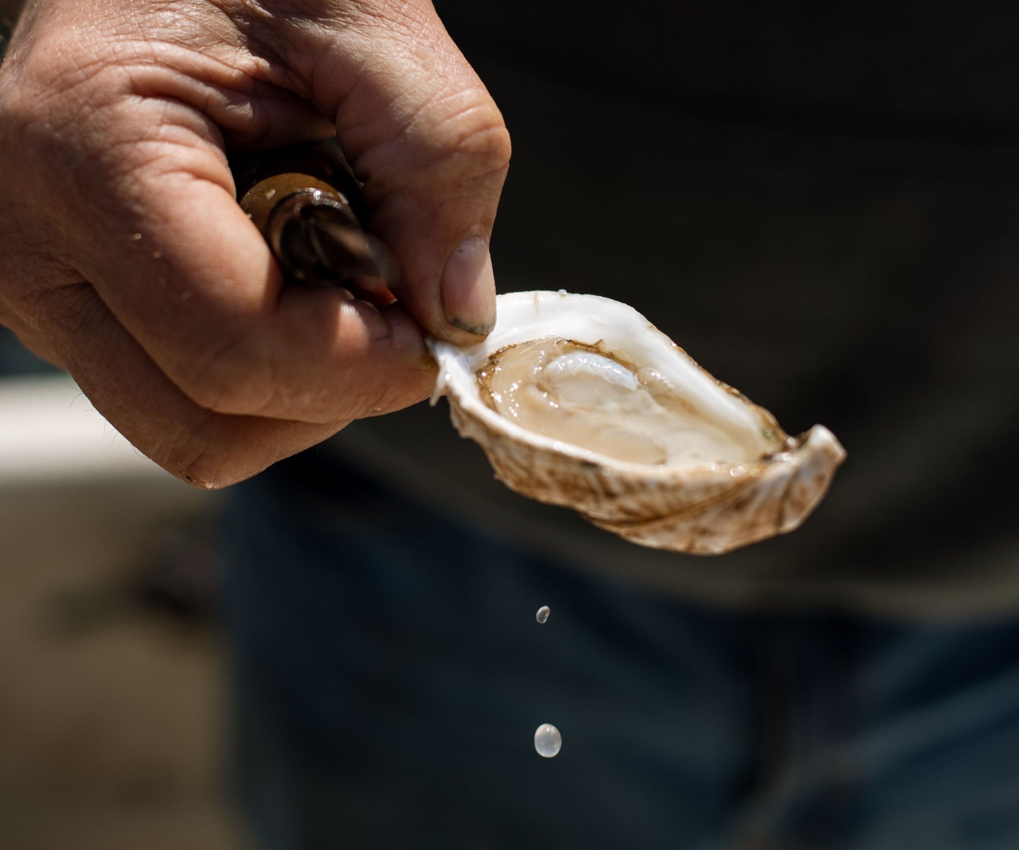 Yankee Shucker Oyster Clamp - Island Creek Oysters