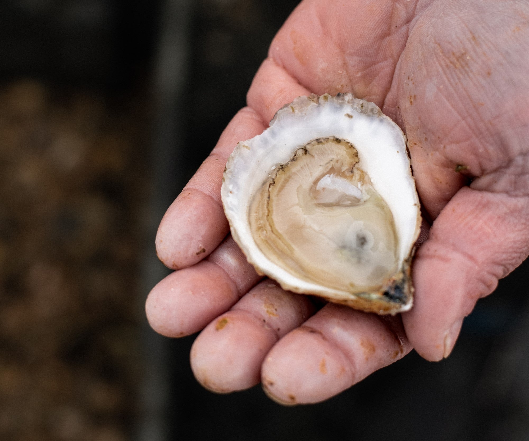 Ninigret Nectar Oysters from Charlestown, RI