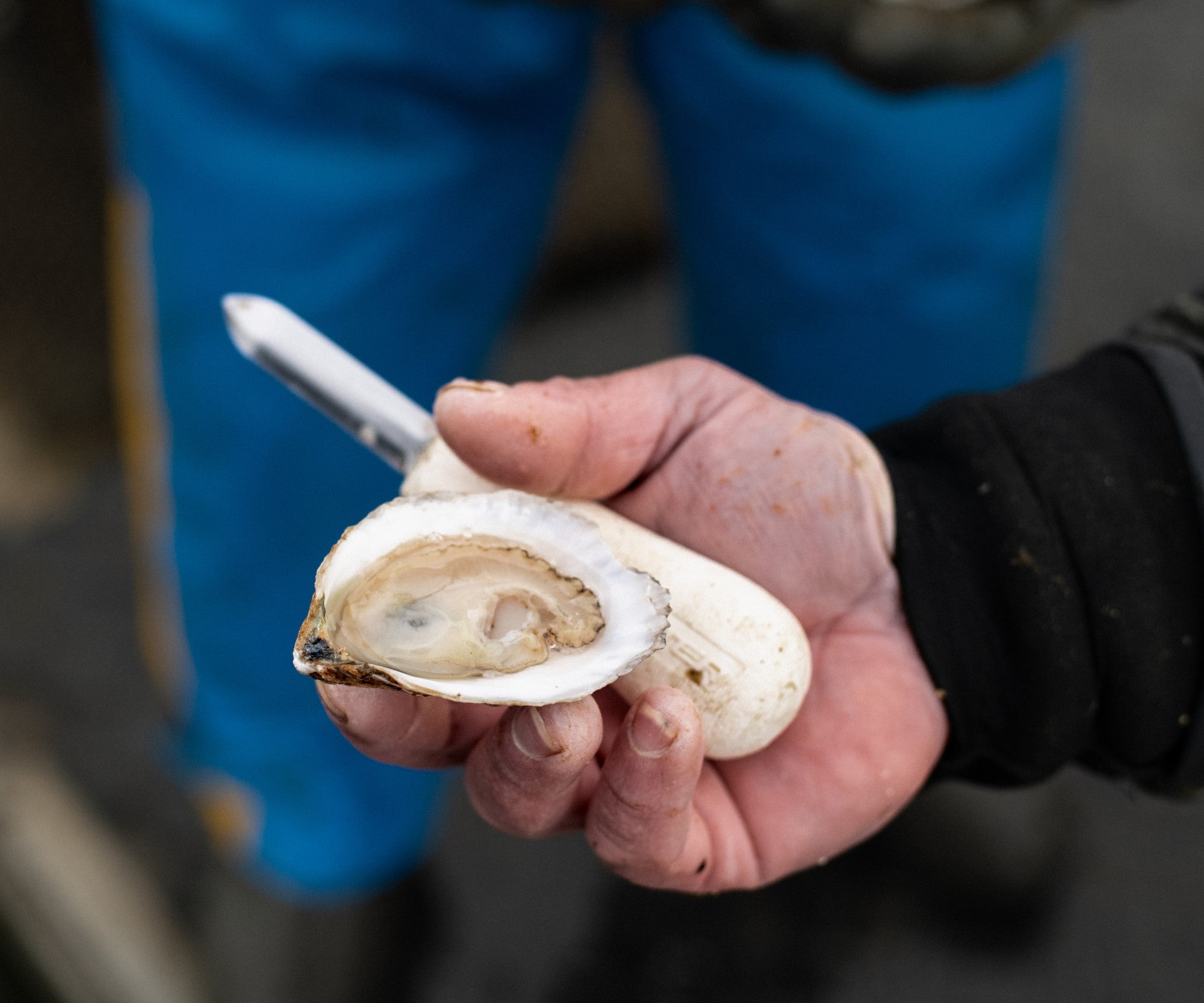 Ninigret Nectar Oysters from Charlestown, RI