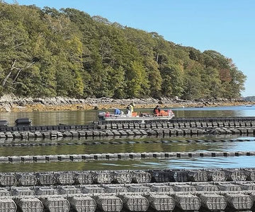 Workers on a small boat tending rows of oyster cages in calm coastal water off a tree-lined shore in Yarmouth, Maine