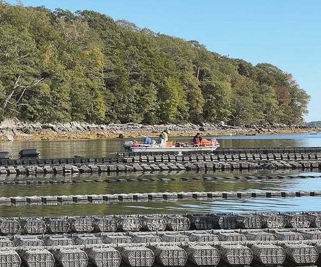 Workers on a small boat tending rows of oyster cages in calm coastal water off a tree-lined shore in Yarmouth, Maine