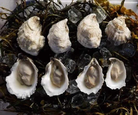 Buttercup Oysters from Yarmouth, ME
