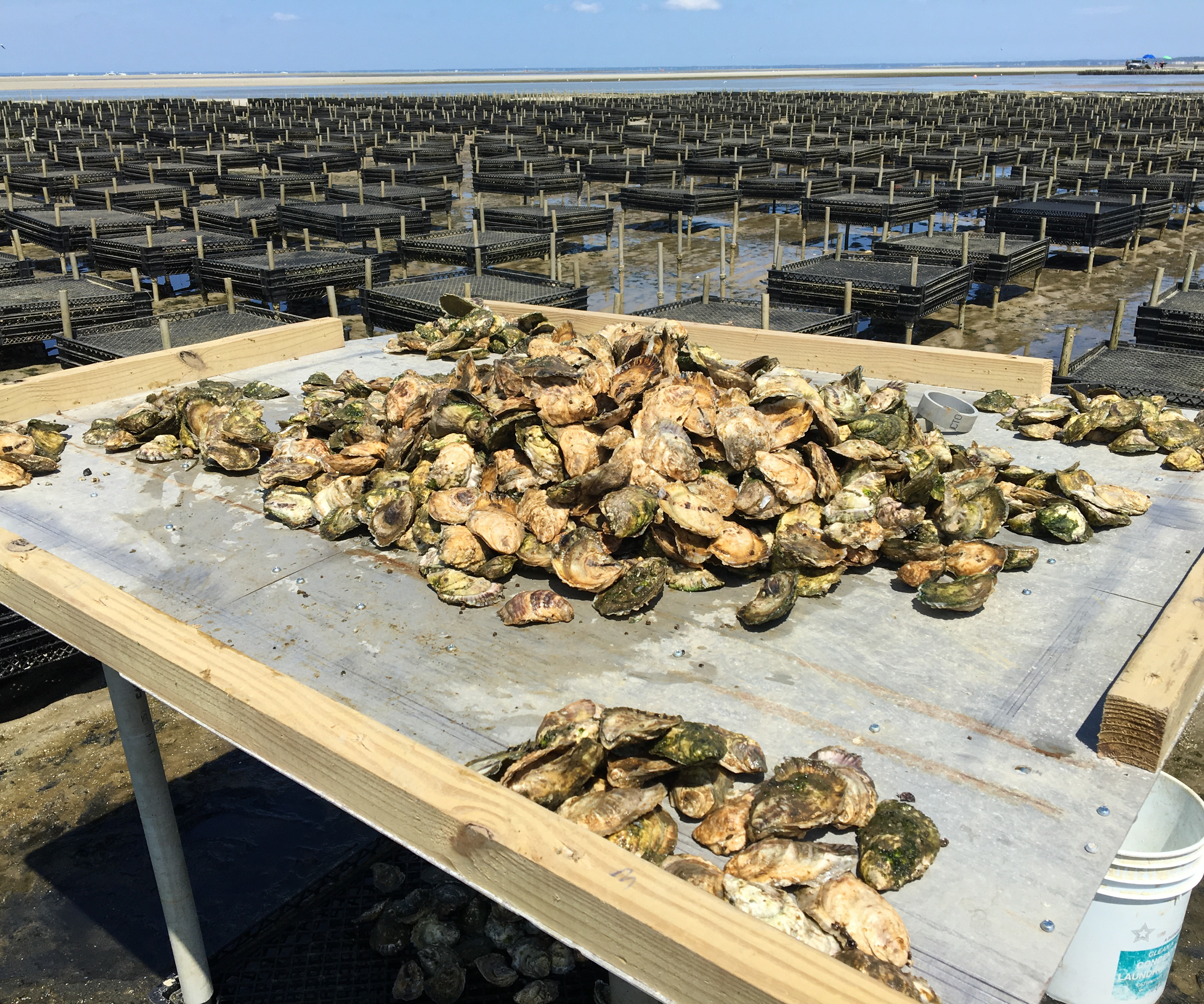 Crowes Pasture Oysters from Dennis, MA