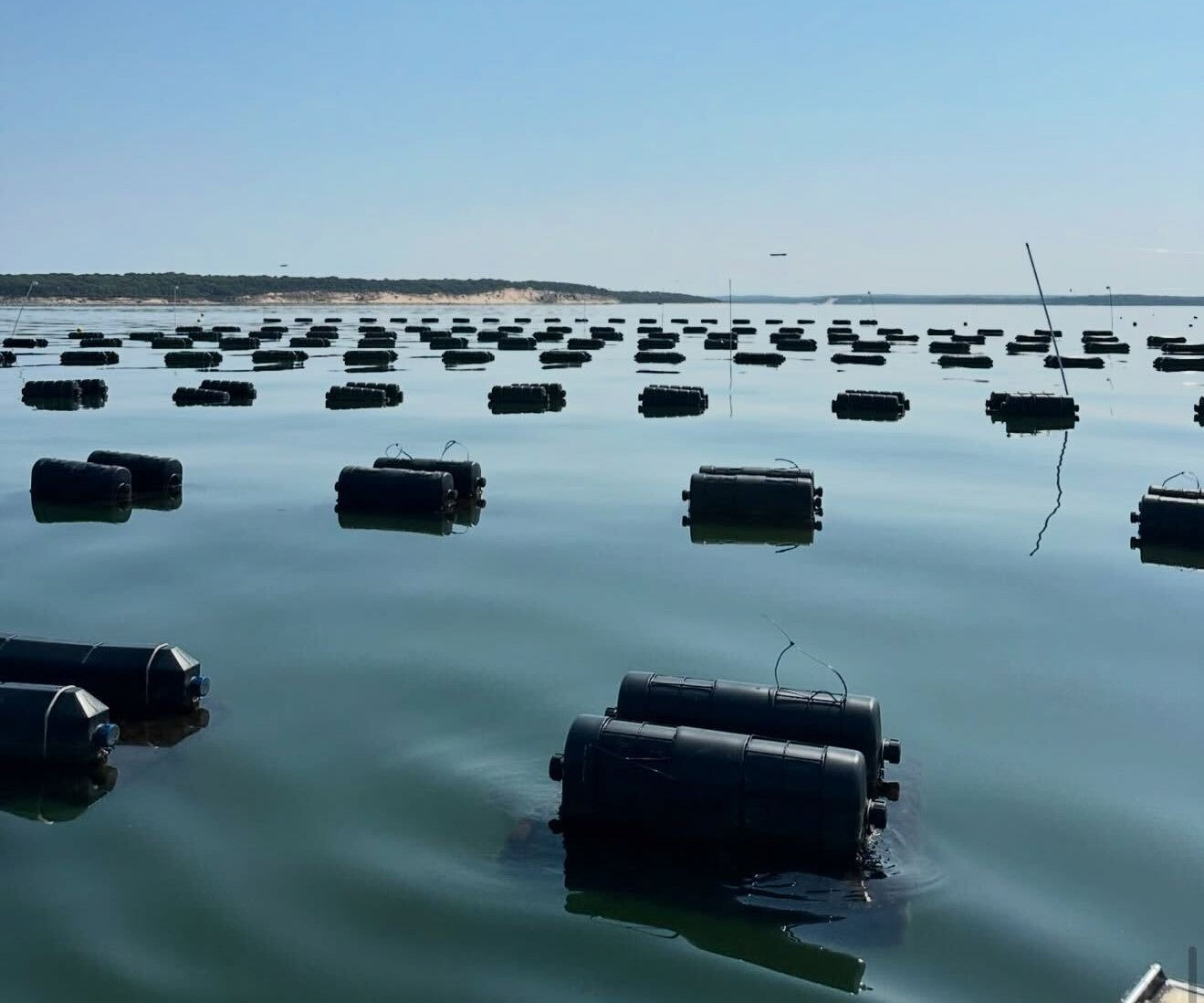 Davy Jones Oysters from Cutchogue, NY