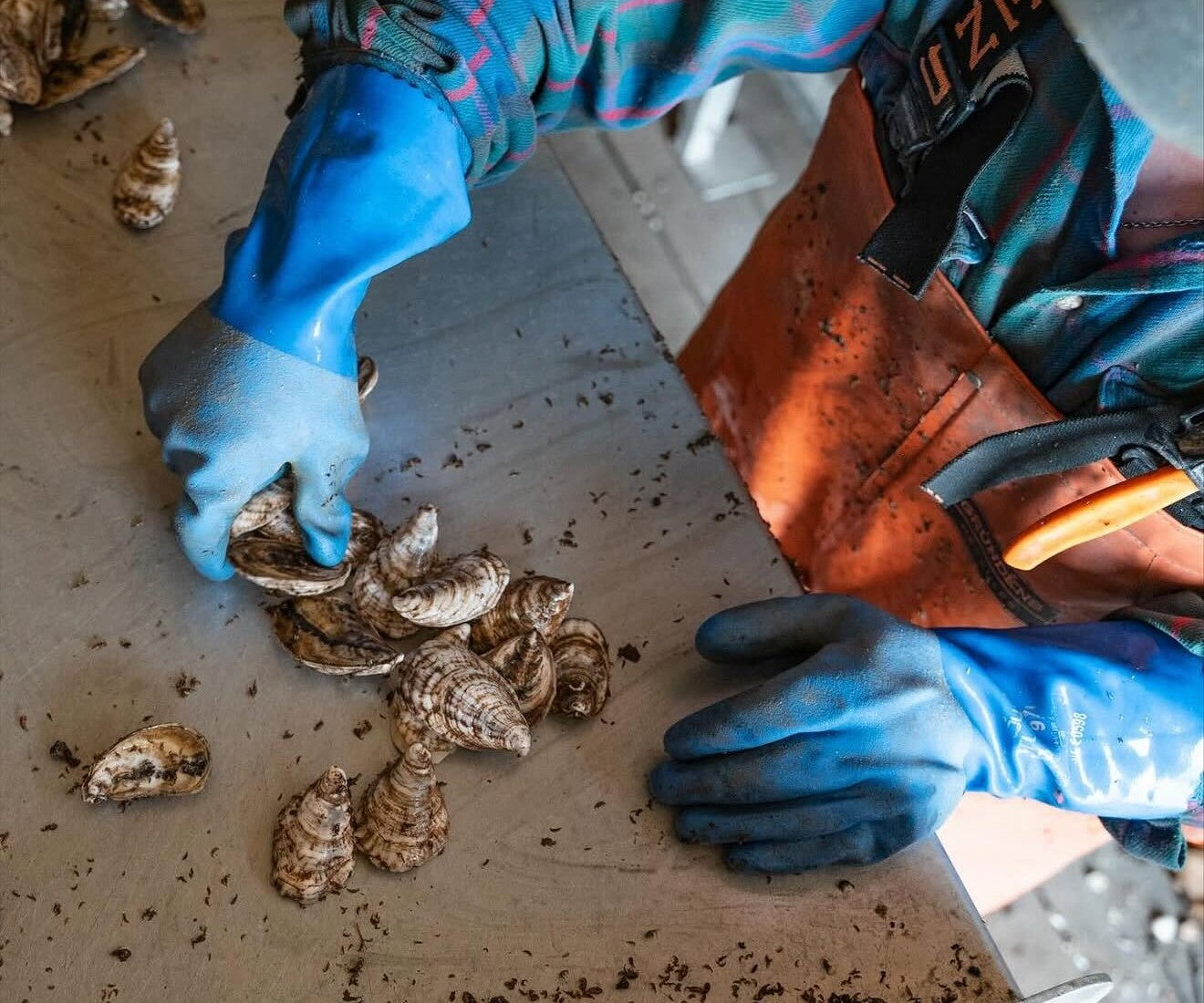 Davy Jones Oysters from Cutchogue, NY