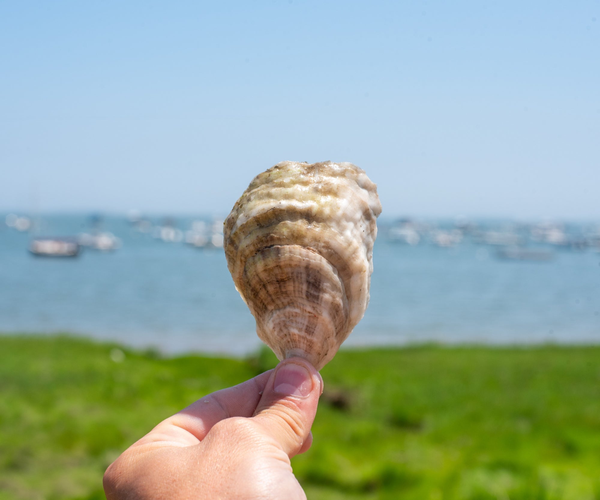 Mimi's Large Oysters from Bremen, ME