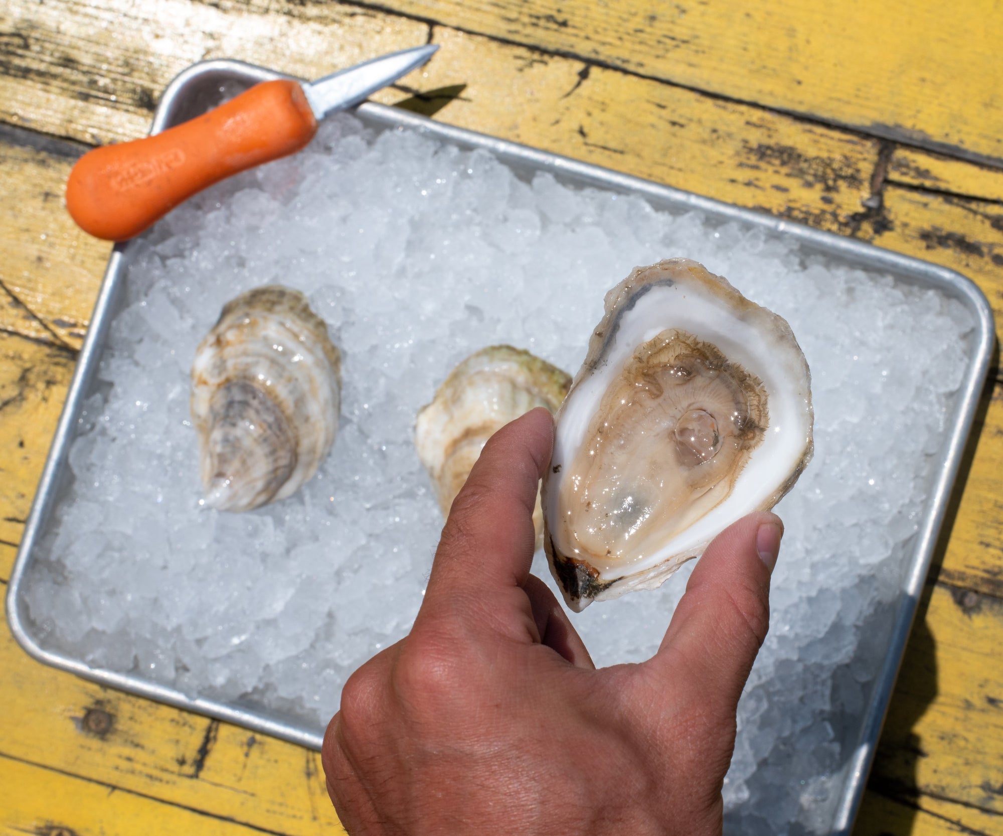 Mimi's Large Oysters from Bremen, ME