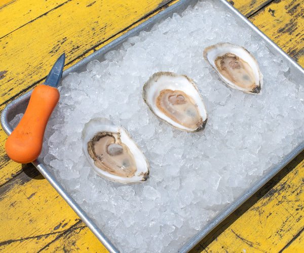 Mimi's Large Oysters from Bremen, ME - Island Creek Oysters | Buy ...