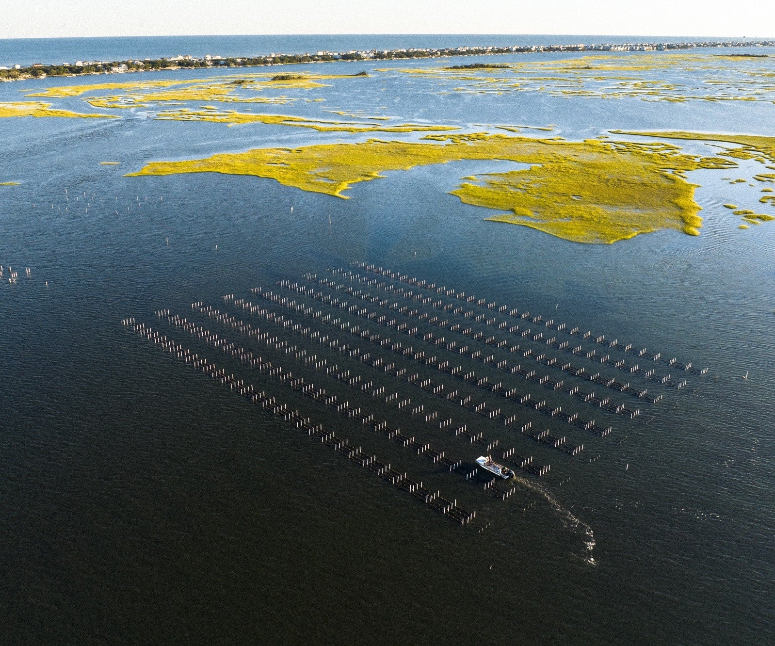 Dukes of Topsail Oysters from Hampstead, NC