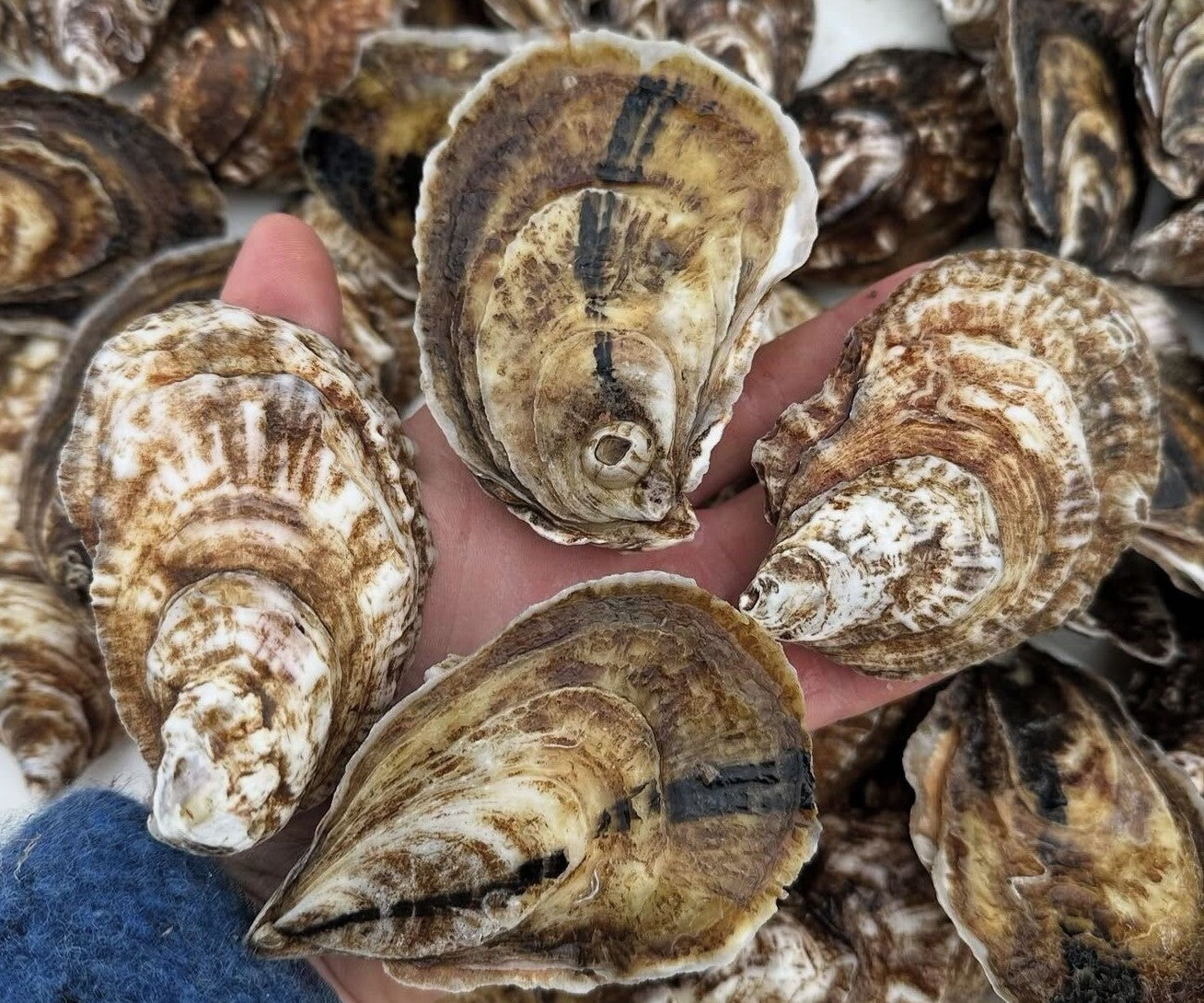 Davy Jones Oysters from Cutchogue, NY