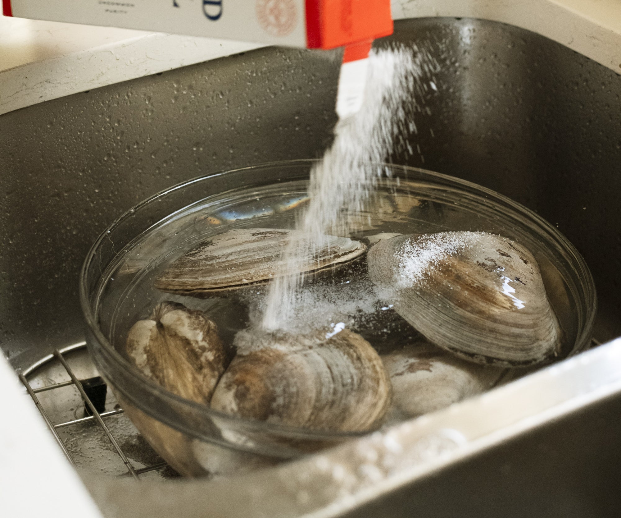 Wild Large Surf Clams from Wellfleet, MA