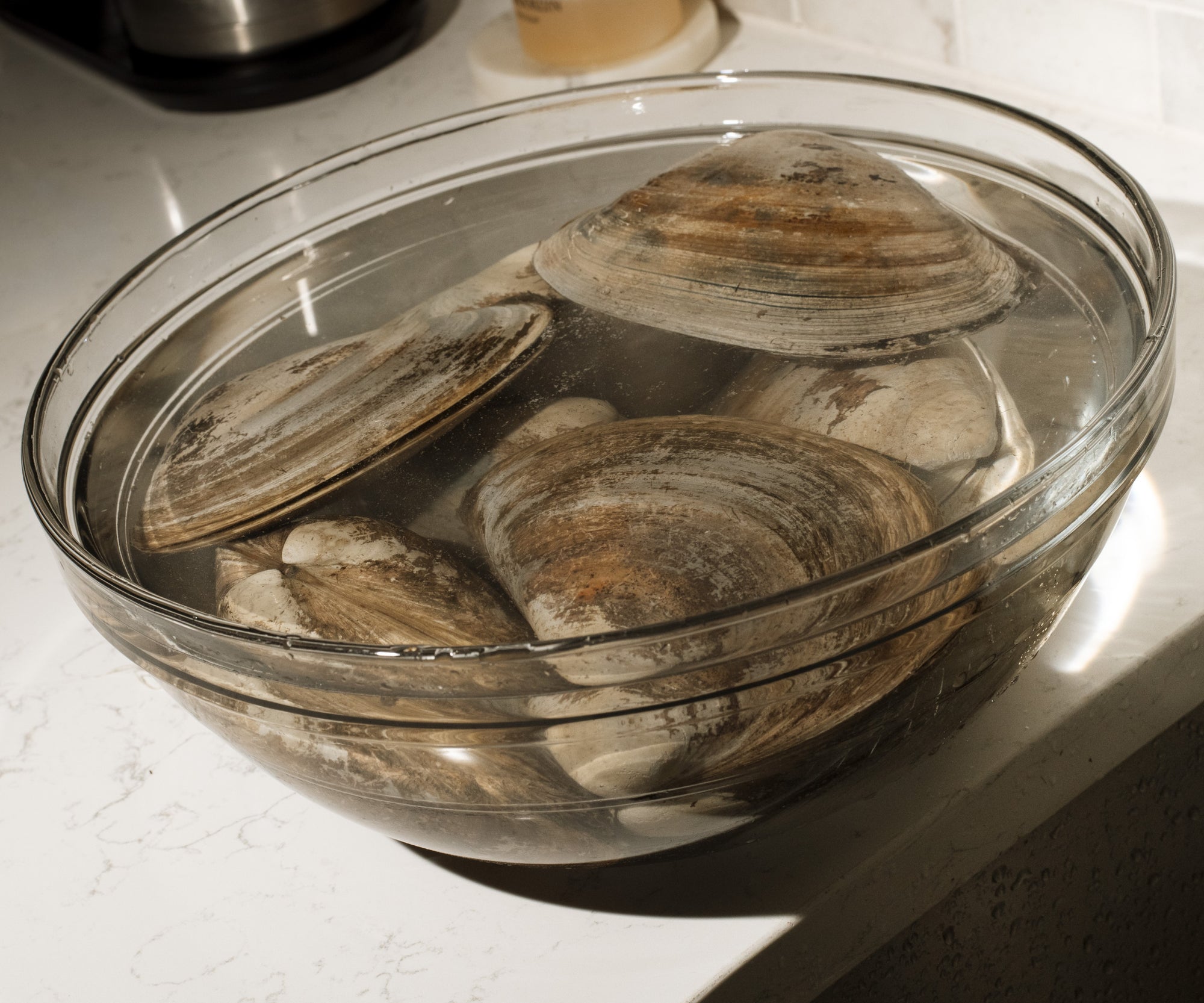 Wild Large Surf Clams from Wellfleet, MA