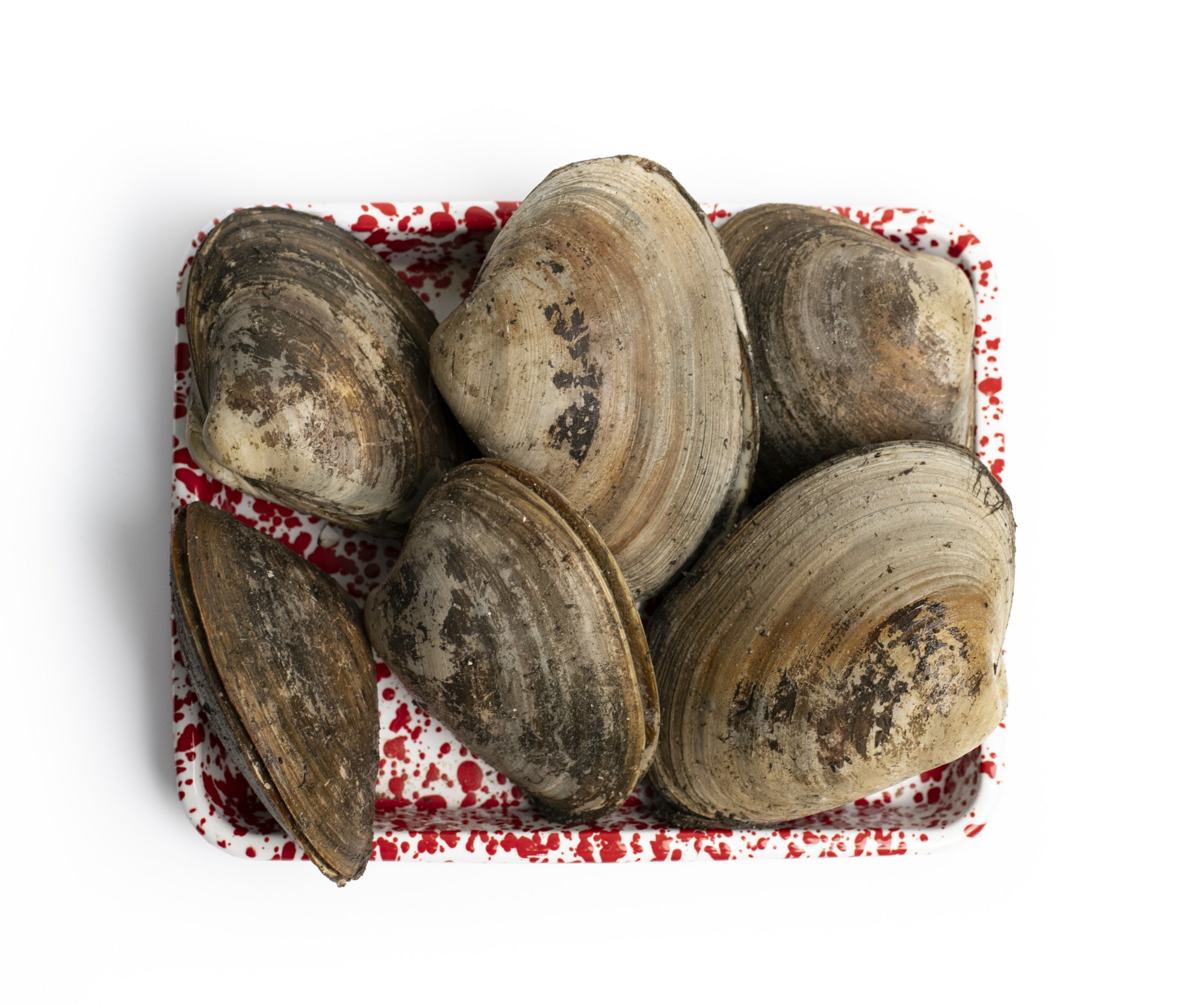 Wild Large Surf Clams from Wellfleet, MA