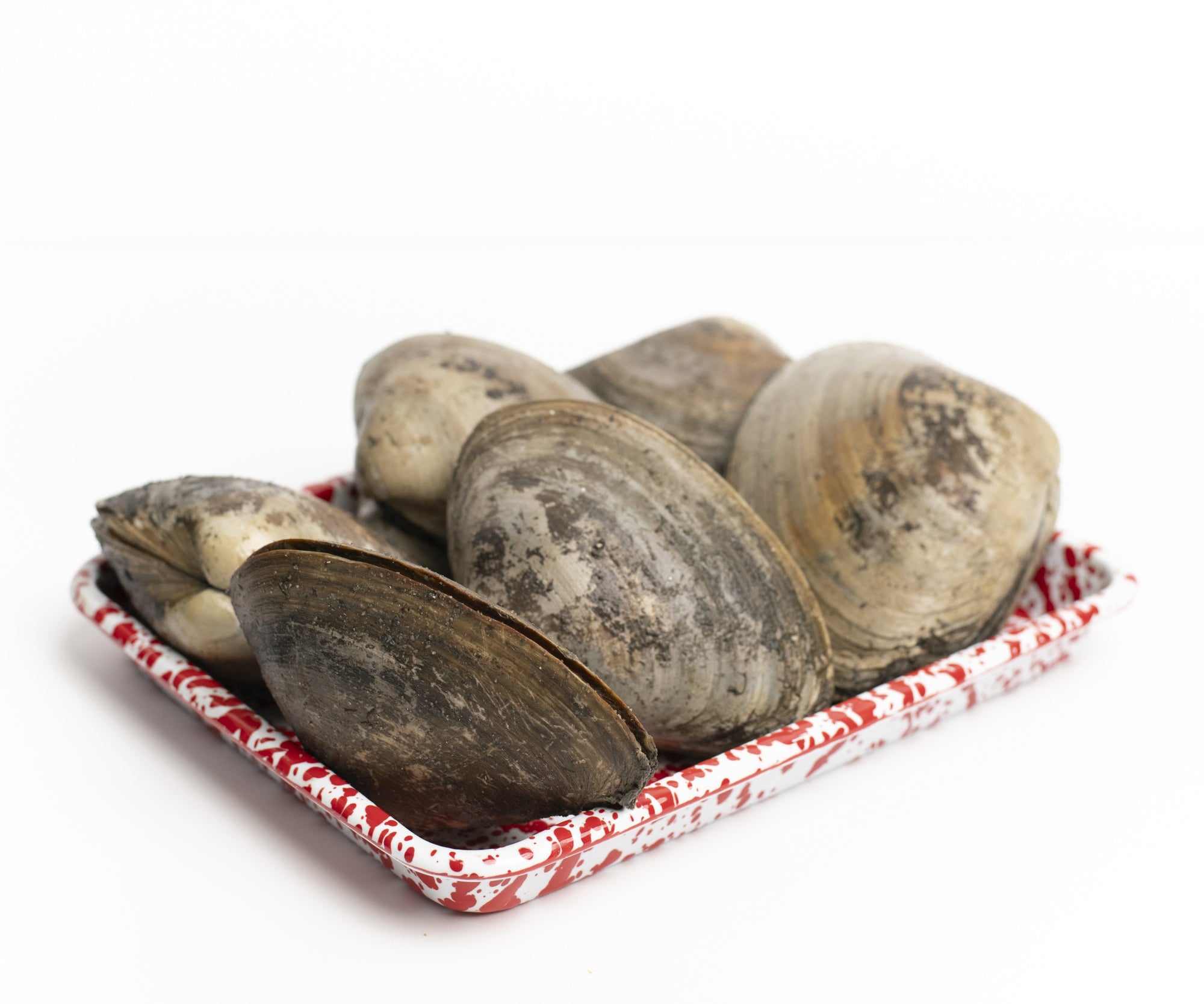 Wild Large Surf Clams from Wellfleet, MA