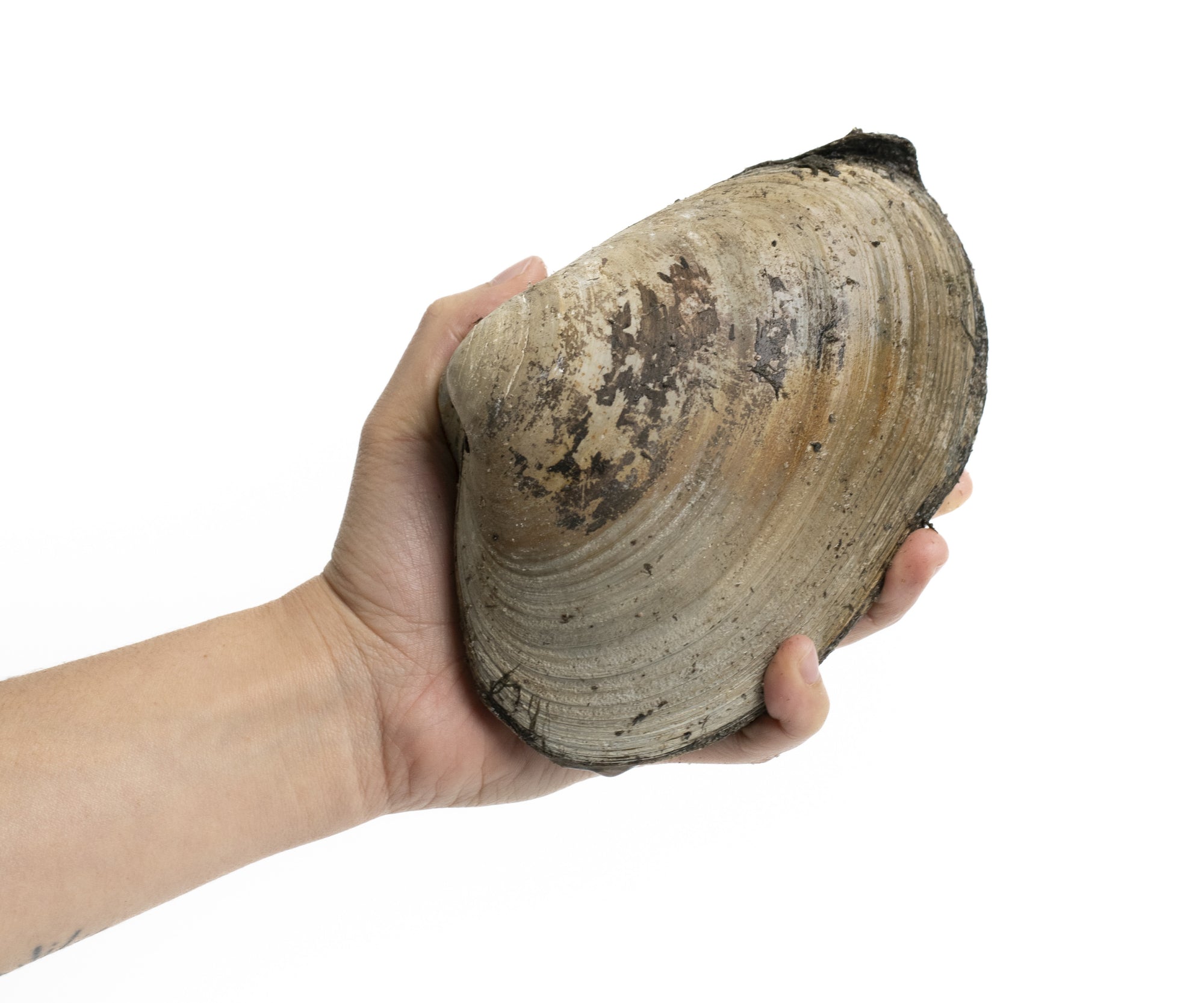 Wild Large Surf Clams from Wellfleet, MA