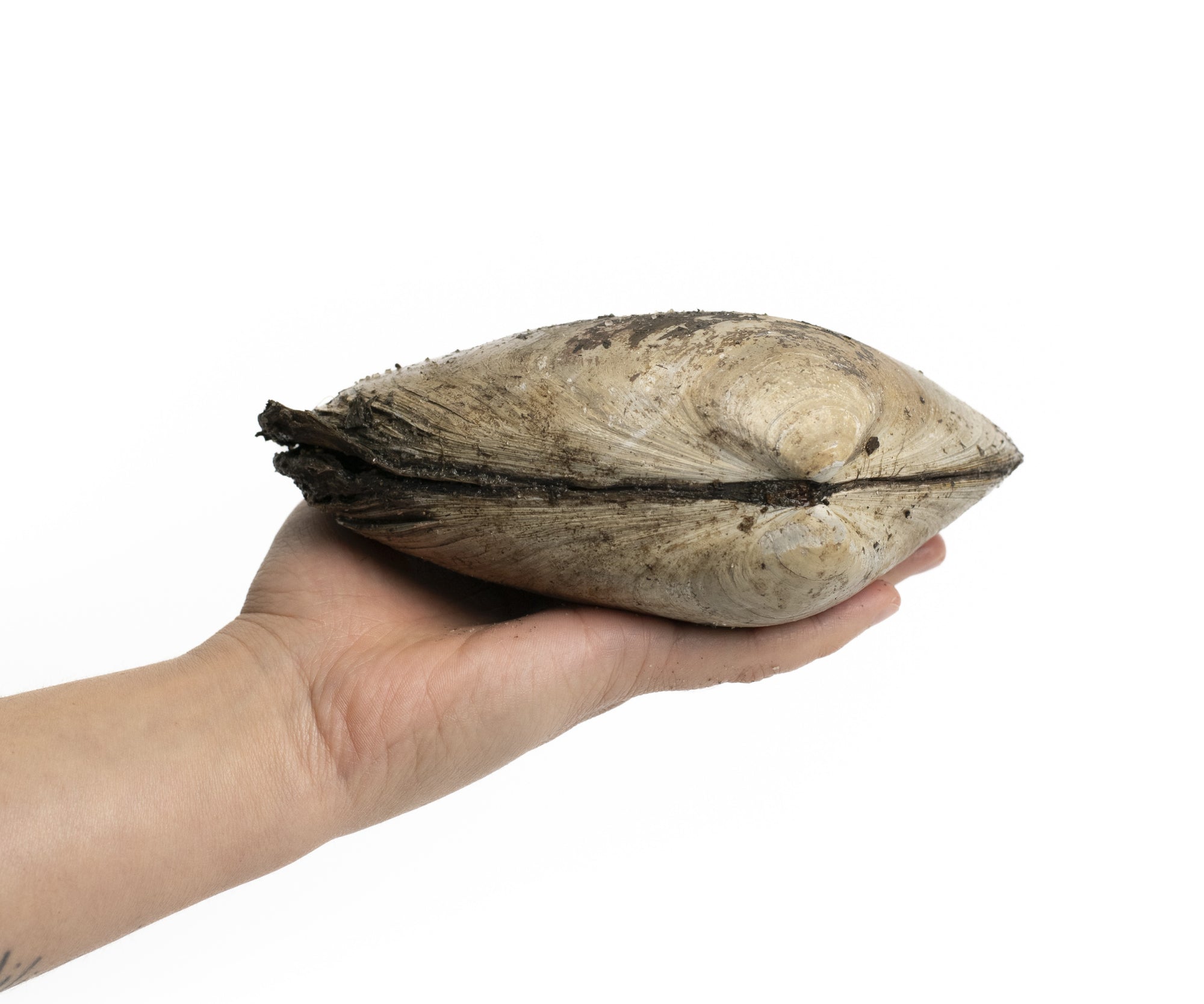 Wild Large Surf Clams from Wellfleet, MA