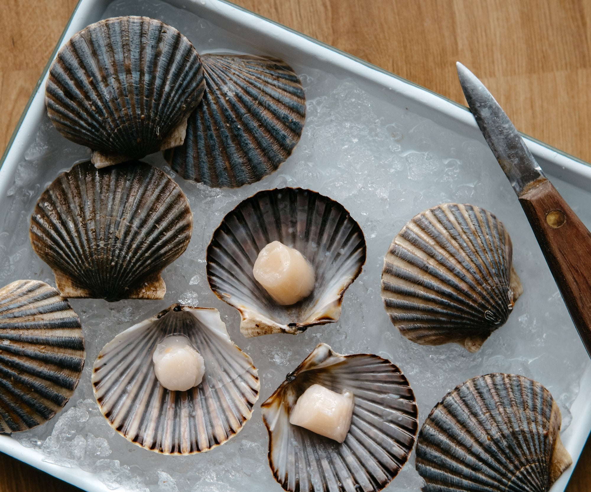 Live Wild Bay Scallops from Nantucket, MA