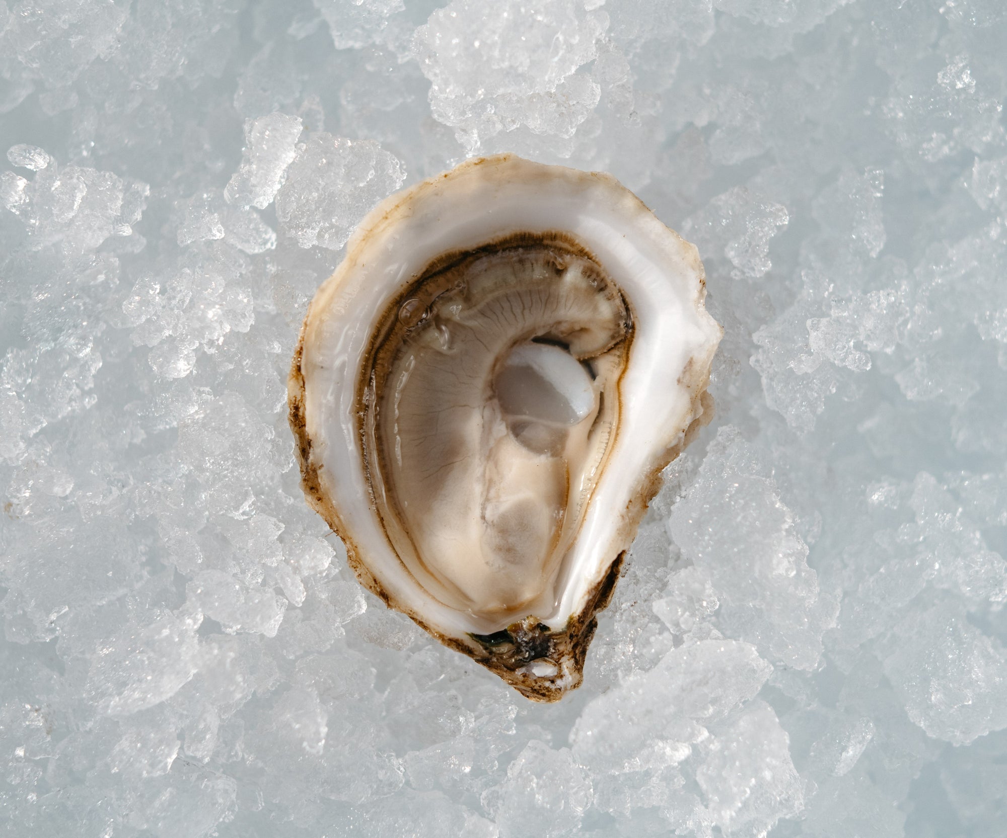 Whitehaven Oysters from Nova Scotia, CAN