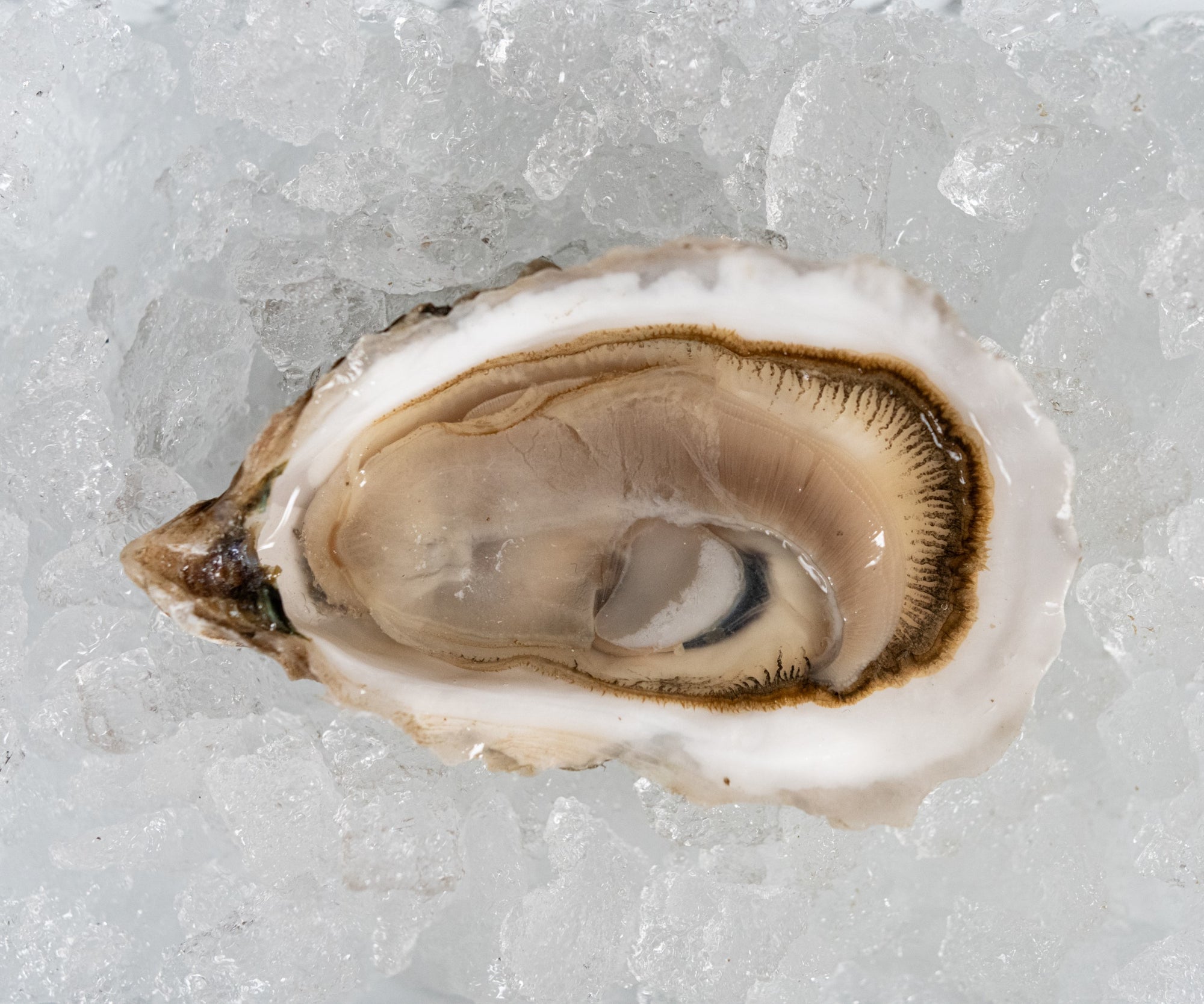 Chebeague Island Oysters from Casco Bay, ME