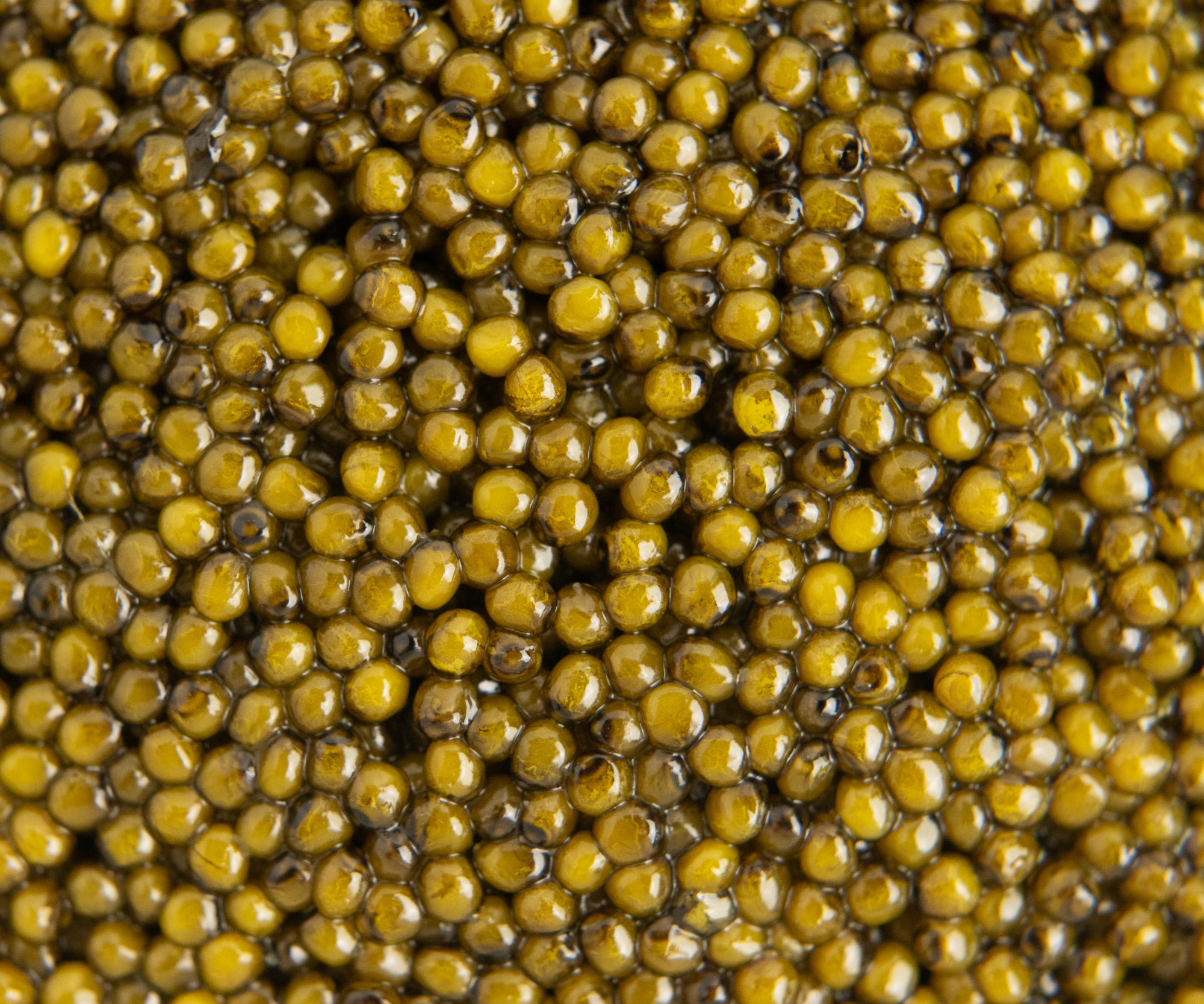 Kaluga Queen Caviar from Quandao Lake, China