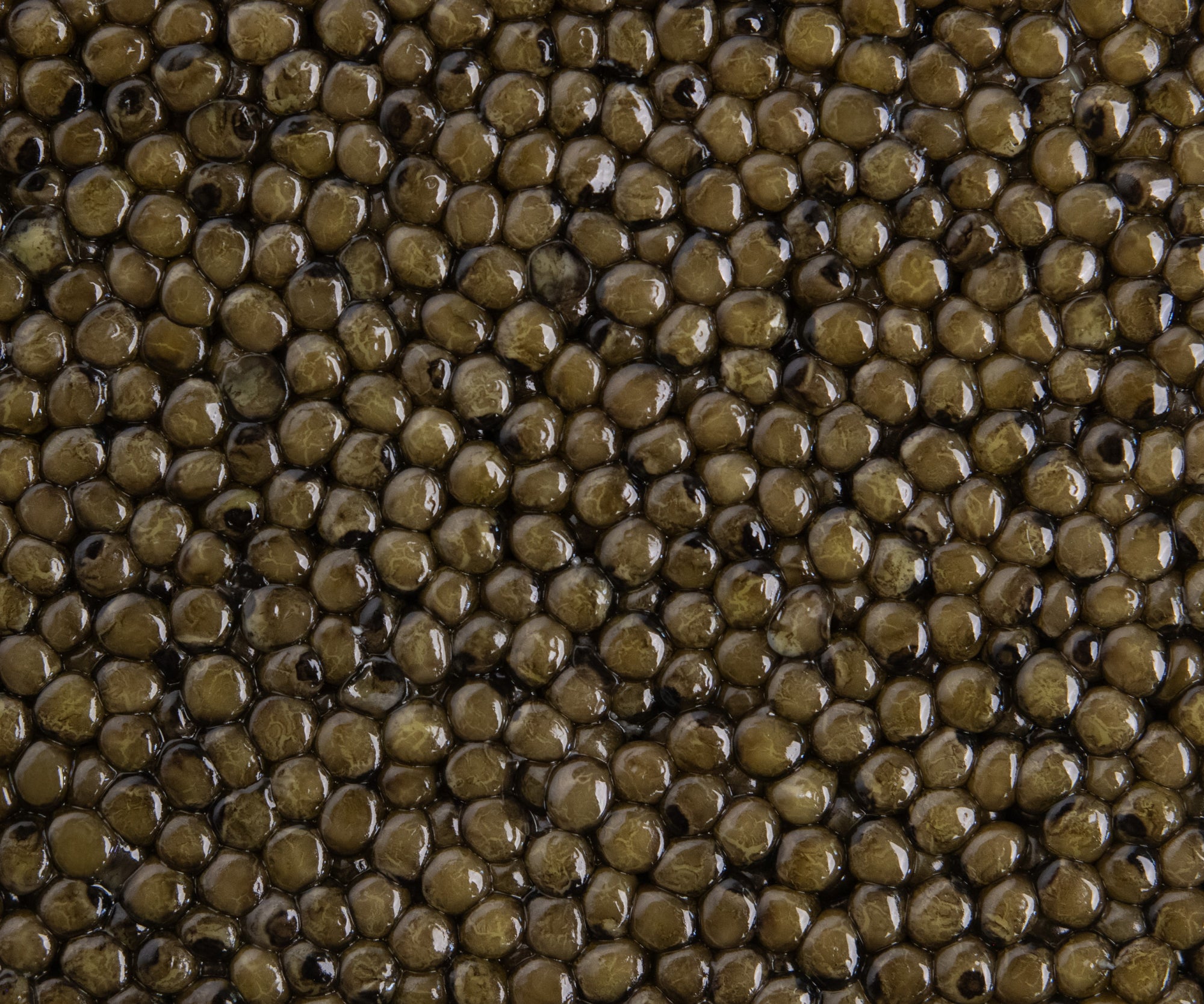 Island Creek Polish Osetra Caviar
