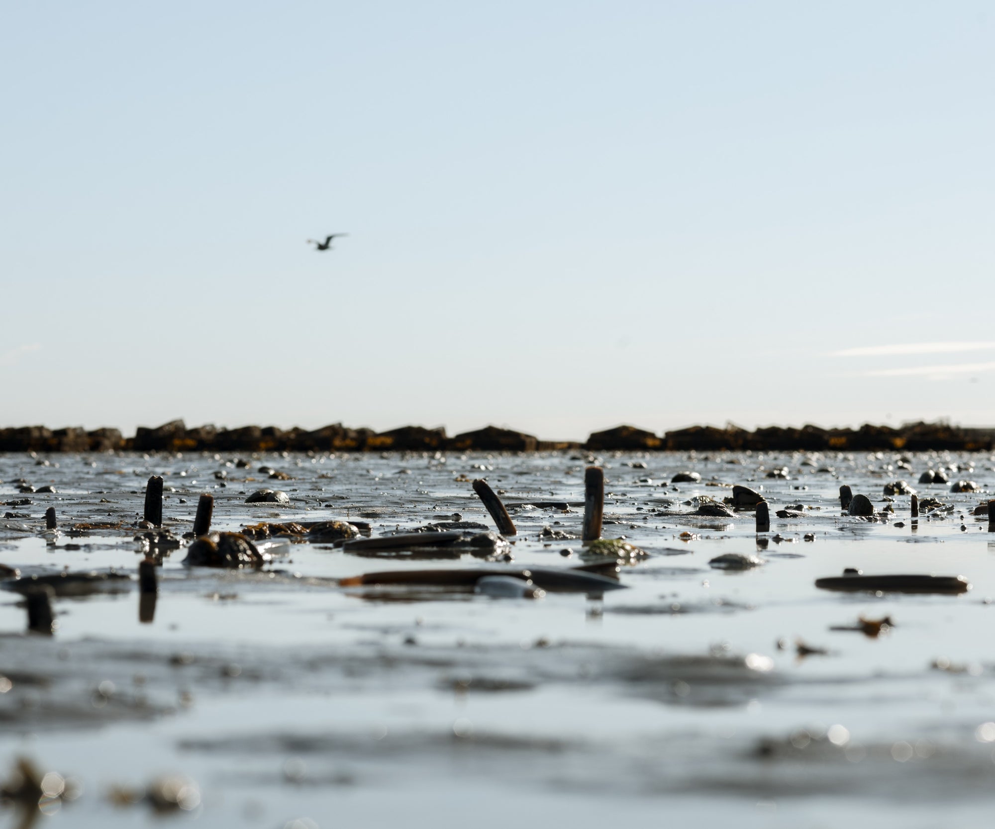 Wild In-Shell Razor Clams from Duxbury, MA