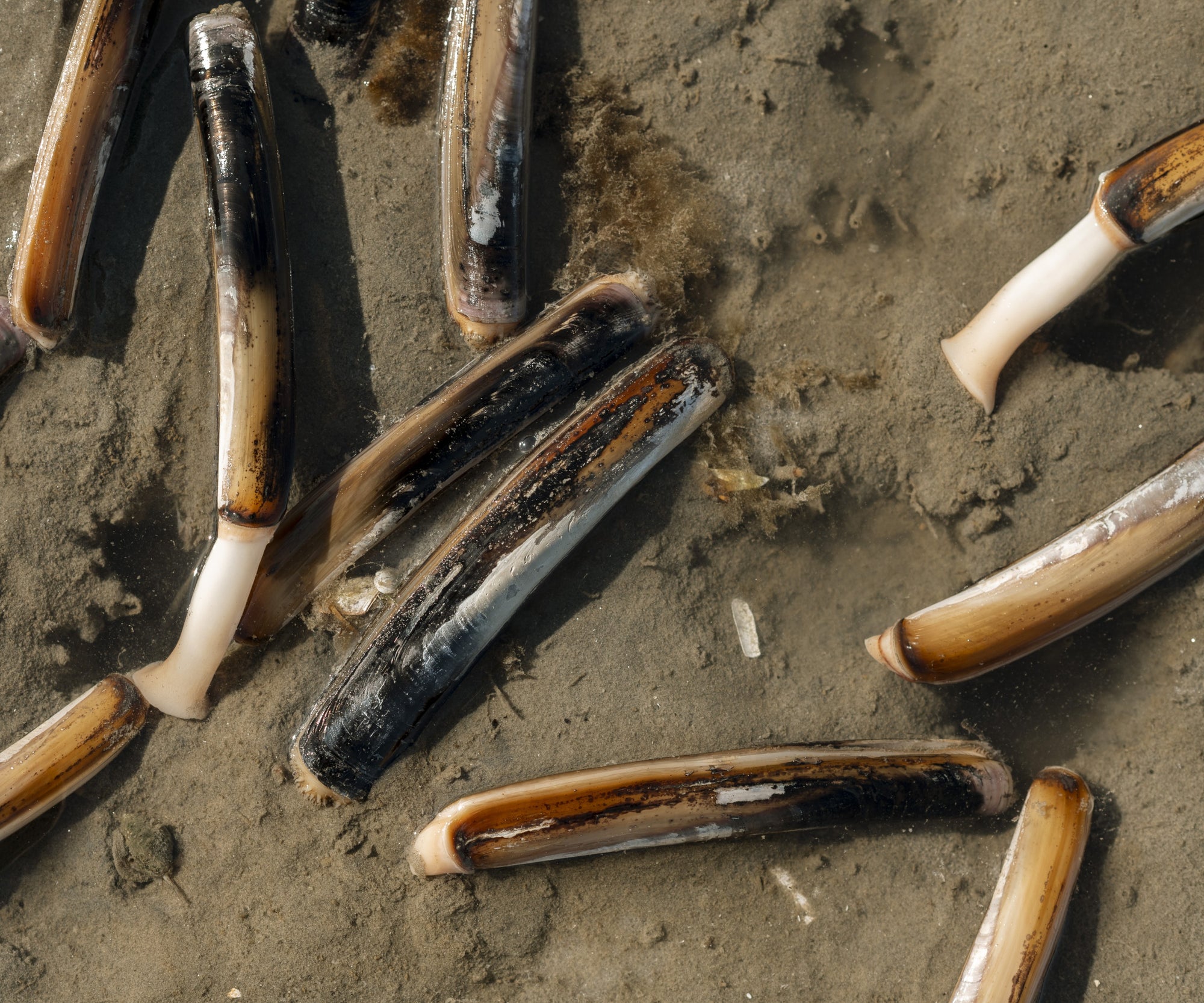 Wild In-Shell Razor Clams from Duxbury, MA