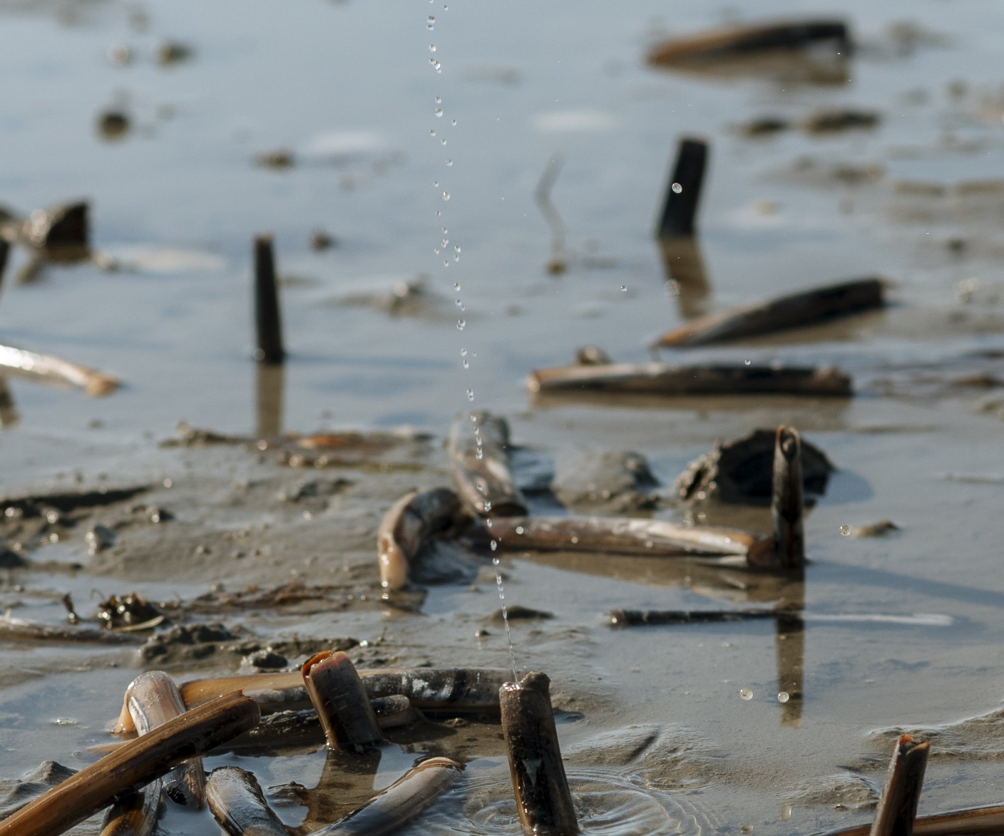 Wild In-Shell Razor Clams from Duxbury, MA
