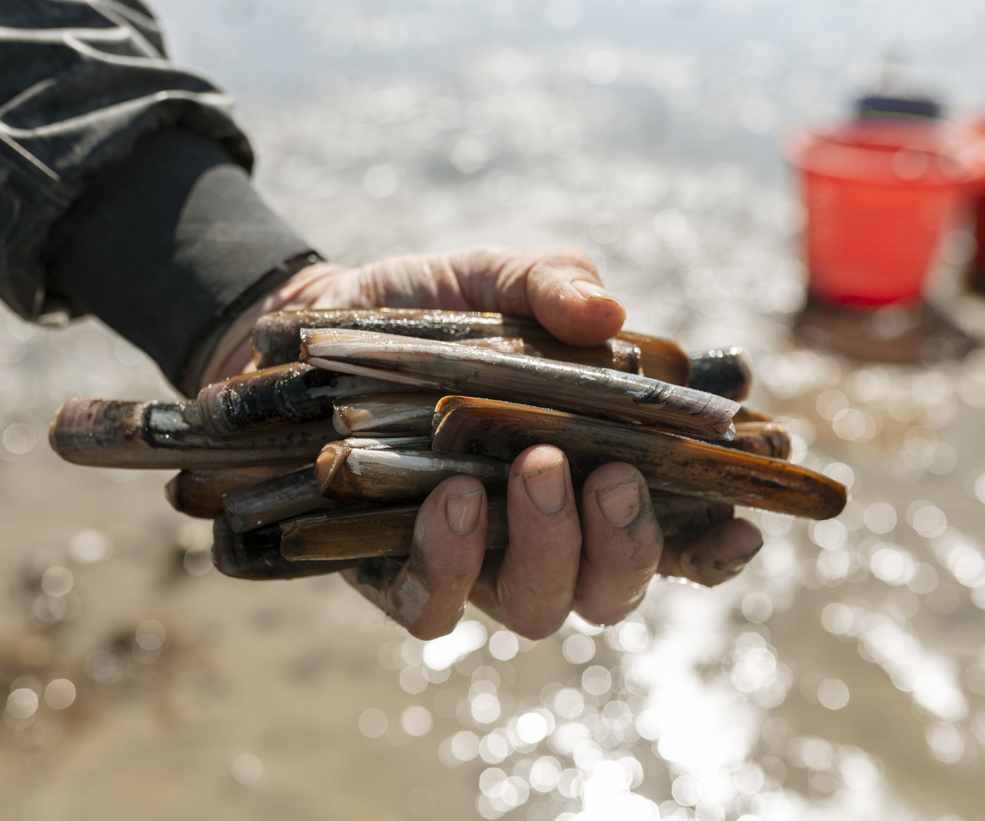 Wild In-Shell Razor Clams from Duxbury, MA