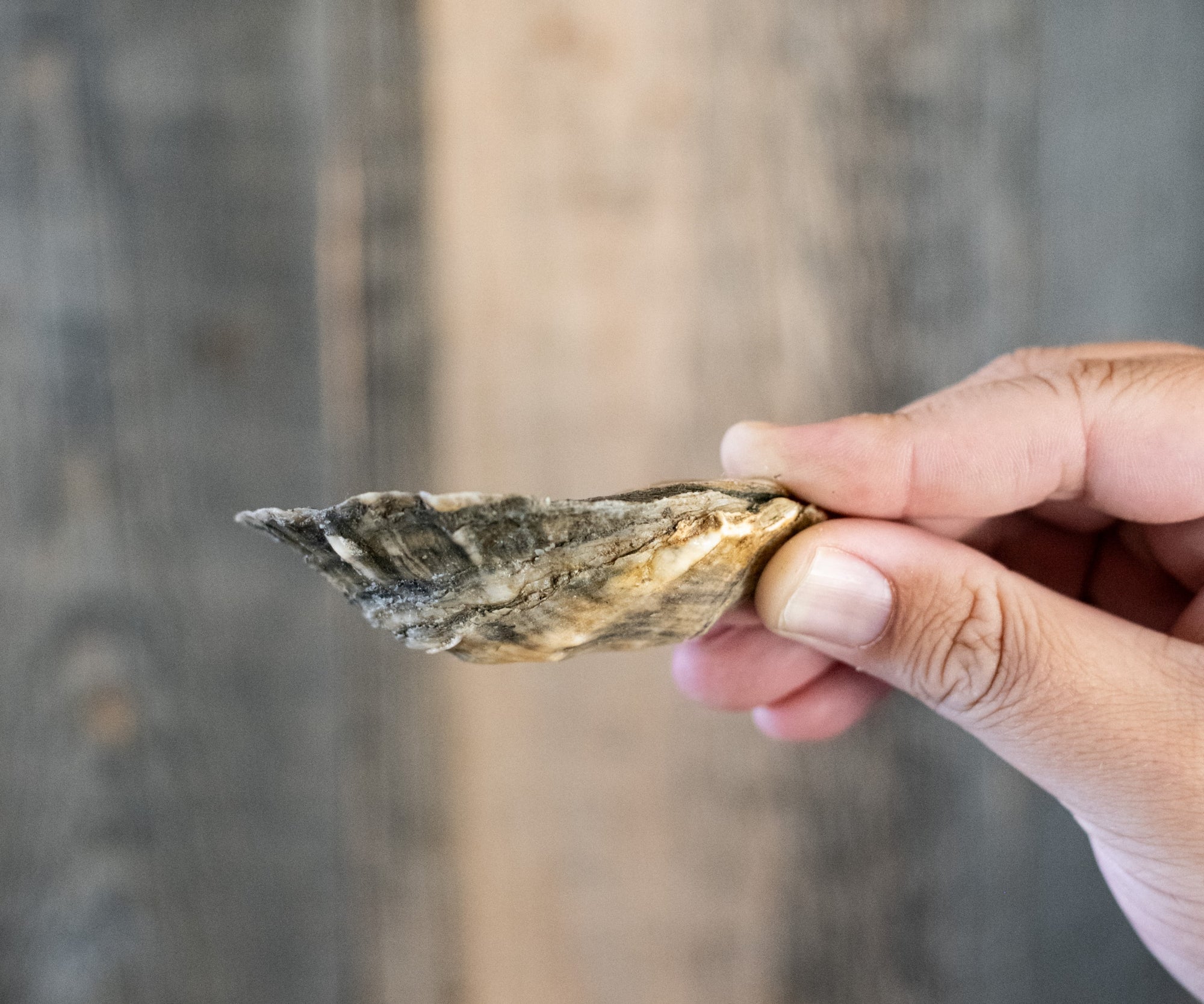 River Gold Oysters from Damariscotta, ME