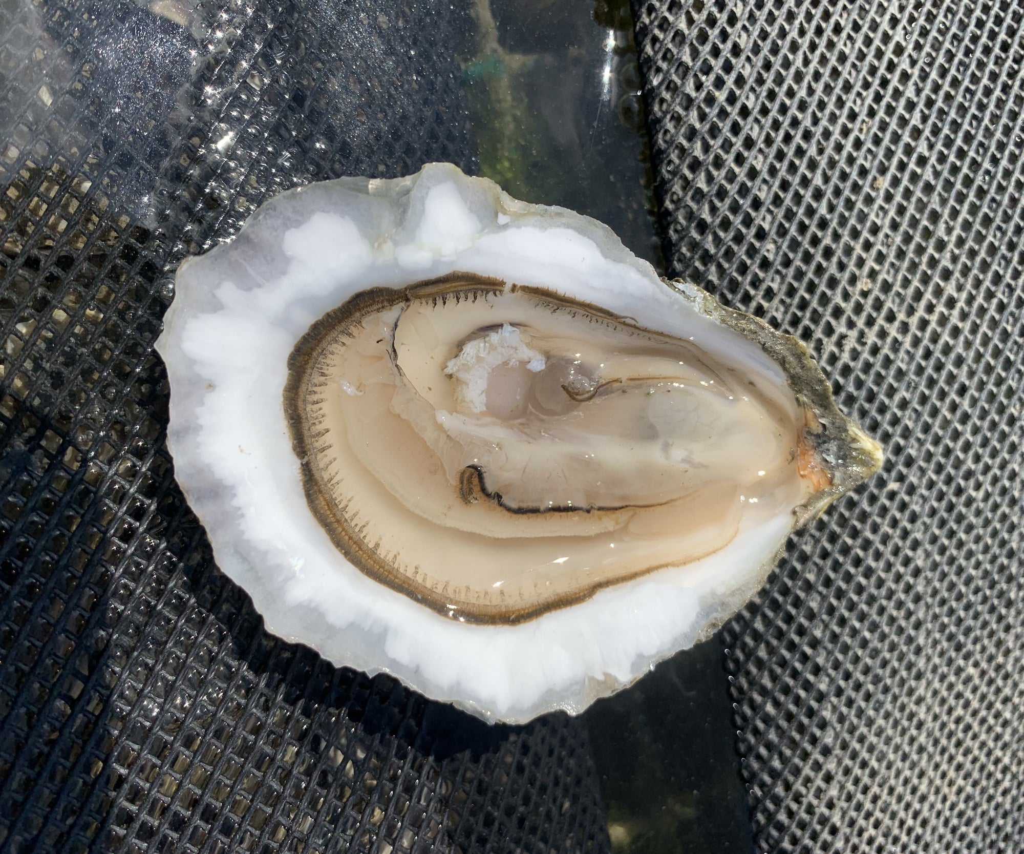Beach Point Oysters from Barnstable, MA