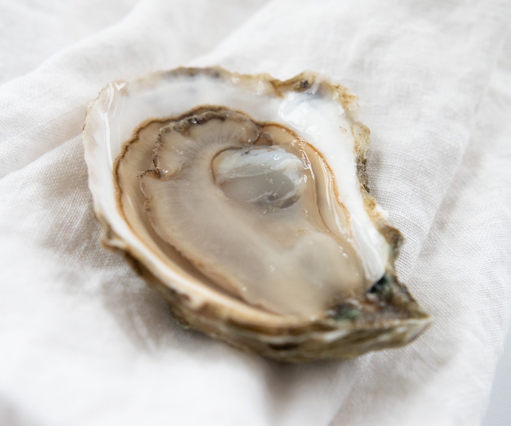 Davenport Oysters from Dennis, MA
