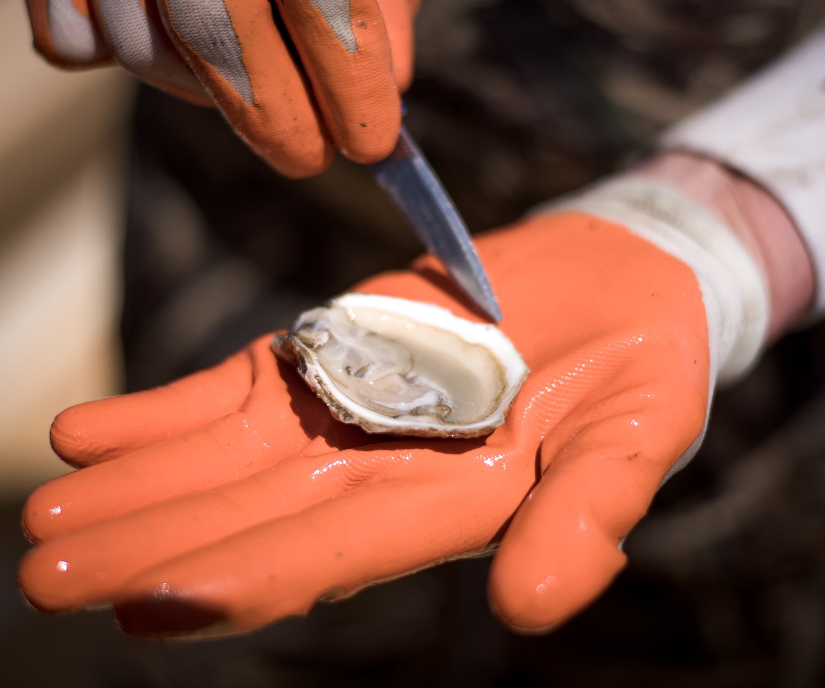 Violet Cove Oysters from Moriches Bay, NY