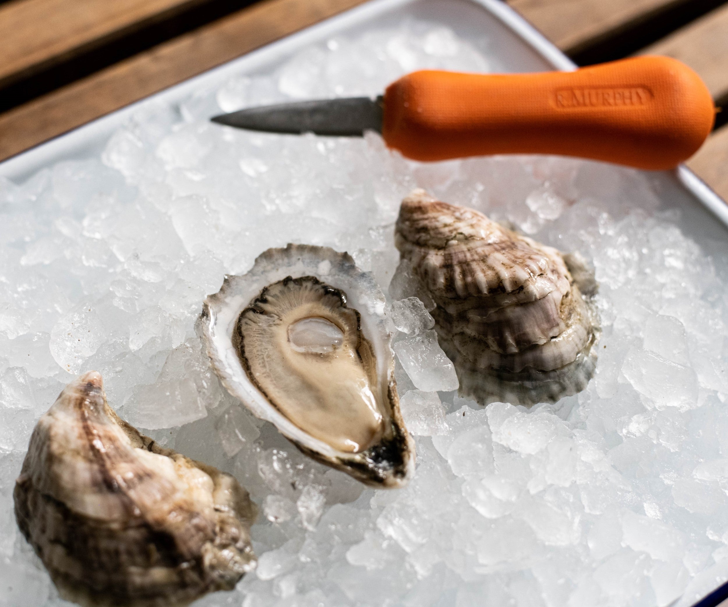 Madeleine Point Oysters from Yarmouth, ME Island Creek Oysters Buy Oysters Online Buy