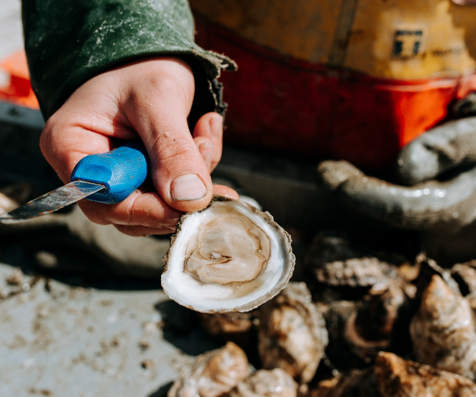 The Whole DAM Snack: 150 Maine Oysters