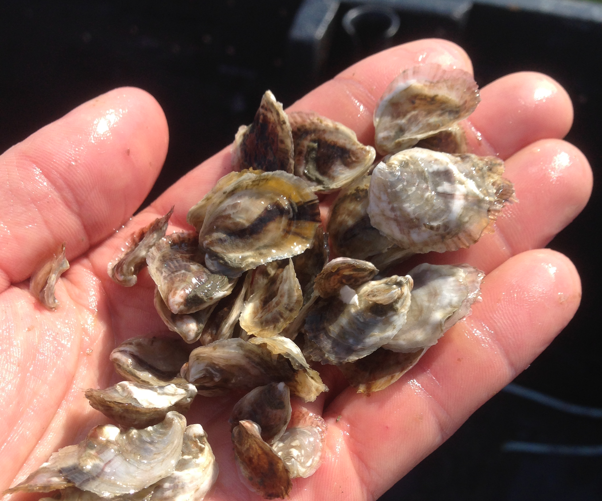 Long Reach Oysters from Harpswell, ME