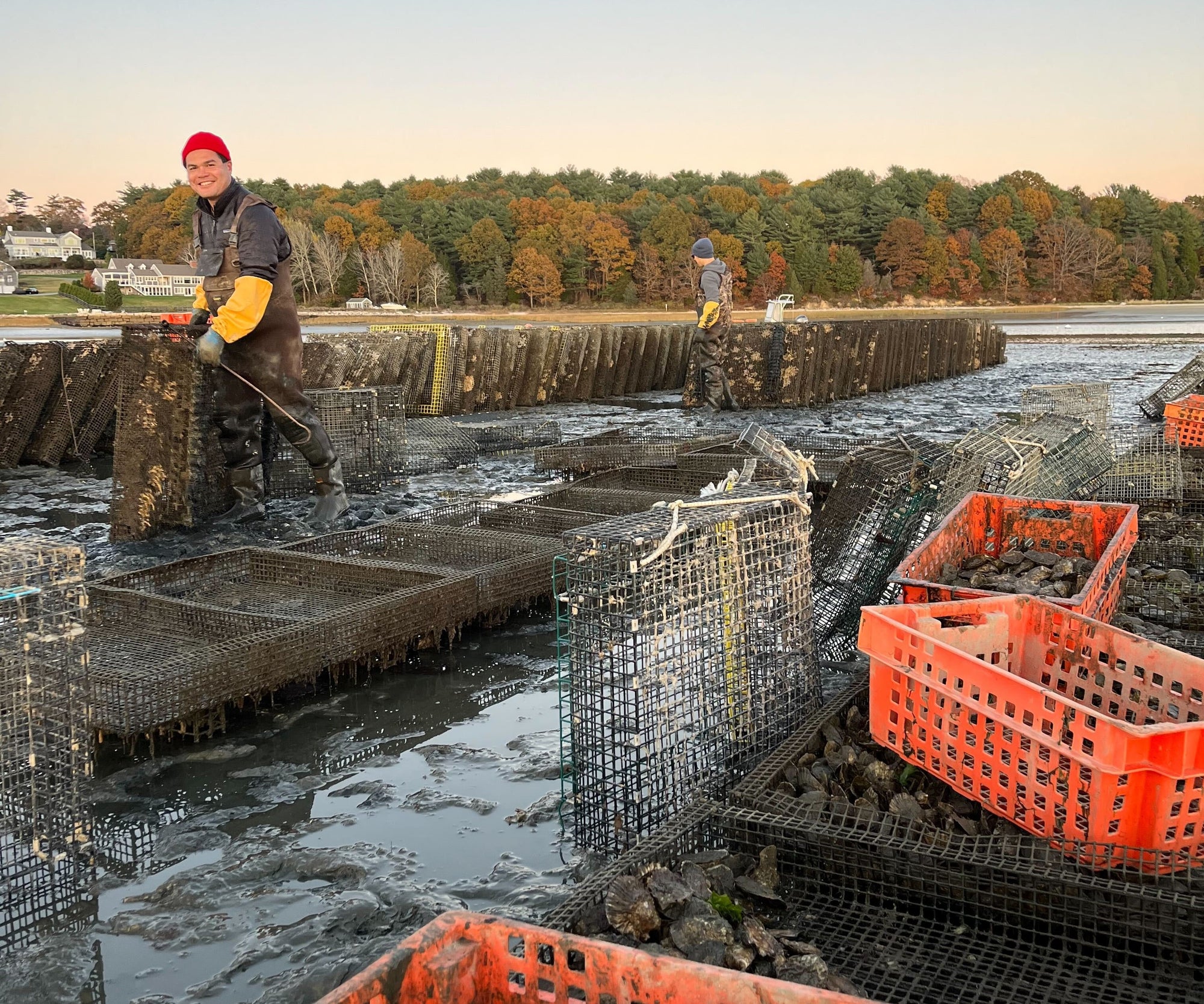 Howland's Honeydrop Oysters from Duxbury, MA