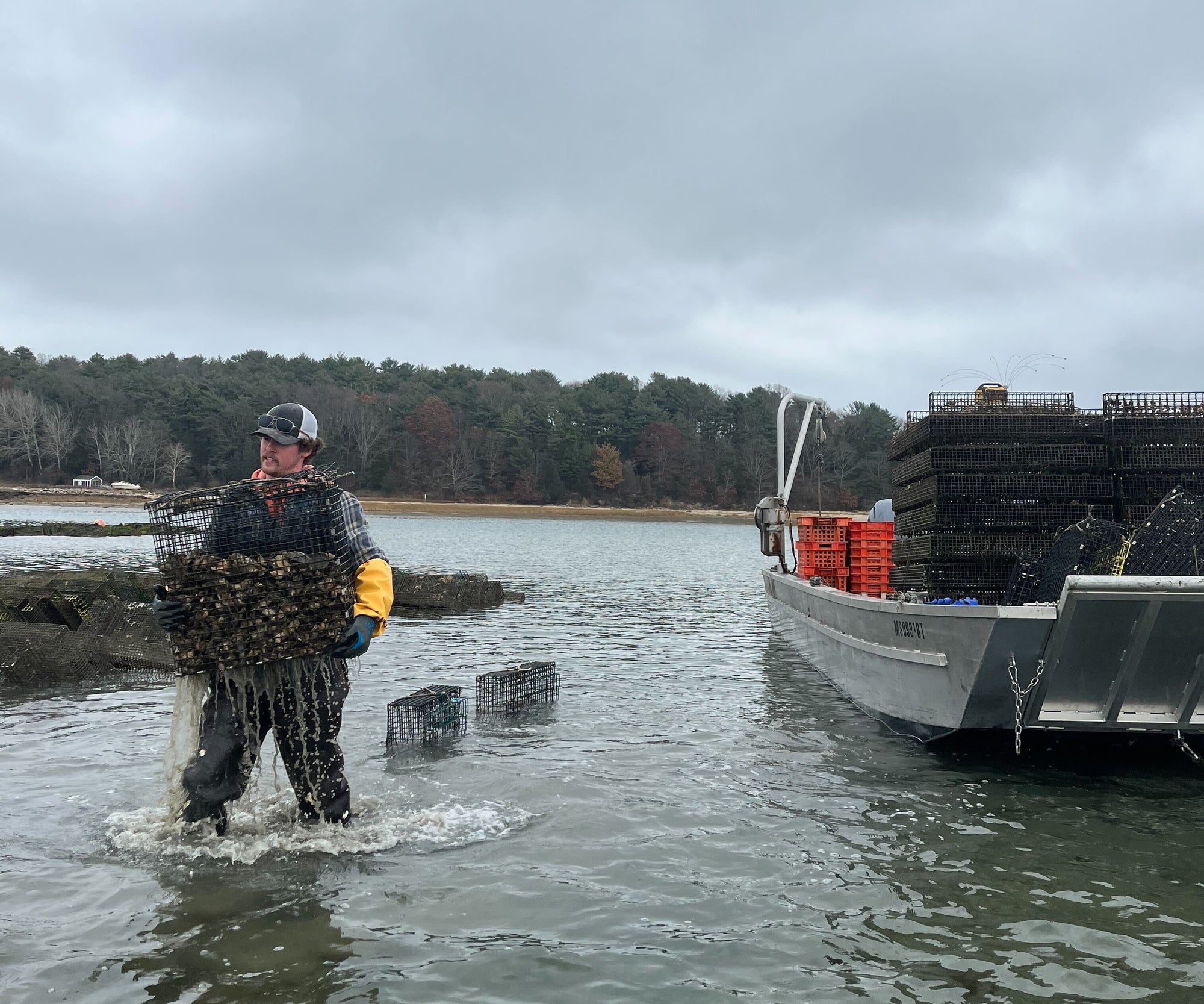 Howland's Honeydrop Oysters from Duxbury, MA