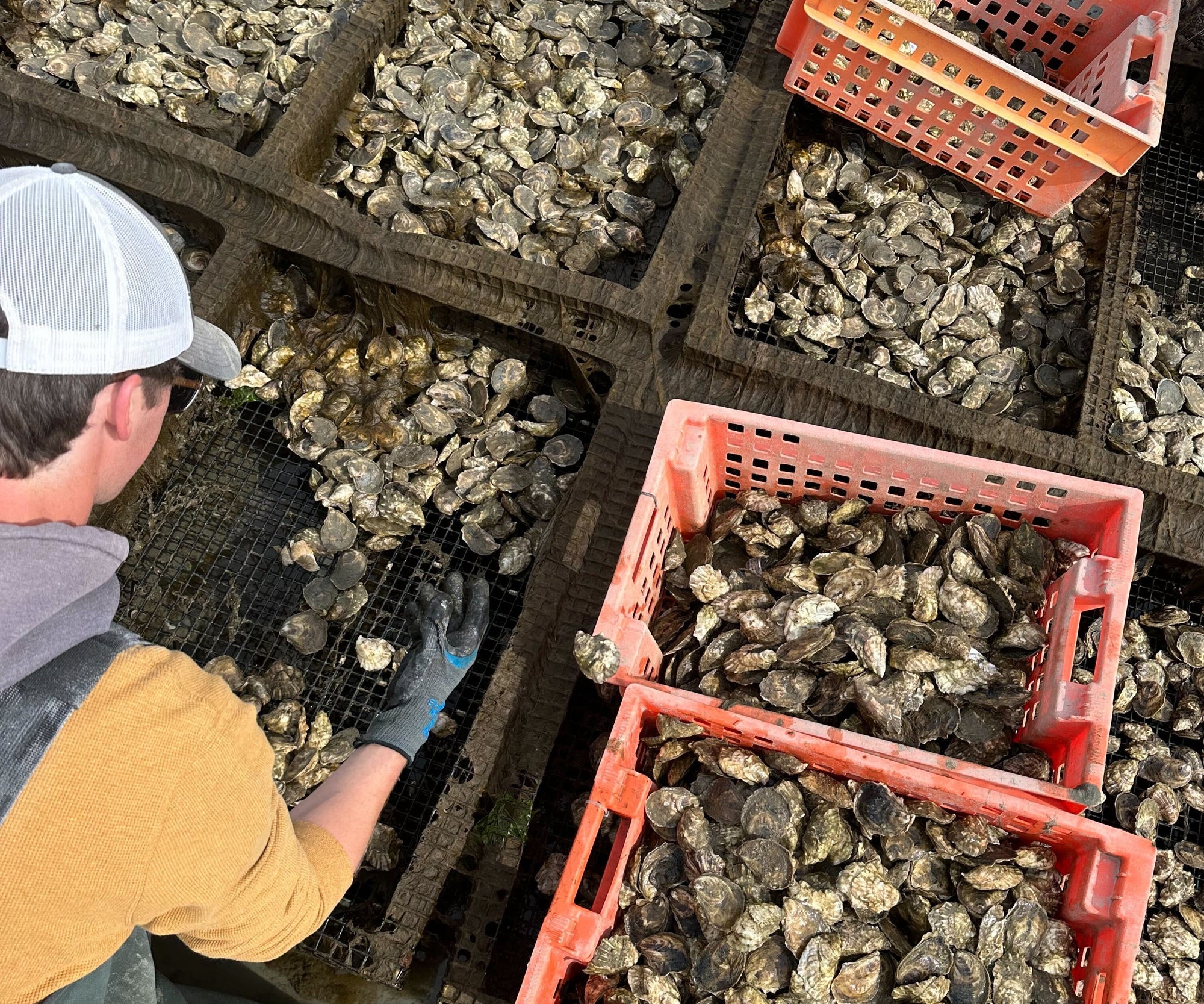 Howland's Honeydrop Oysters from Duxbury, MA