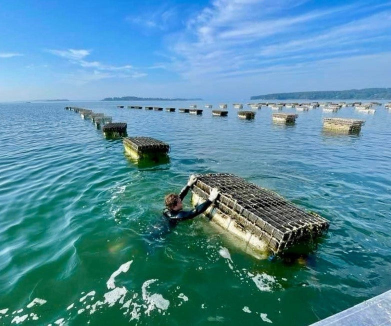 Madeleine Point Oysters from Yarmouth, ME