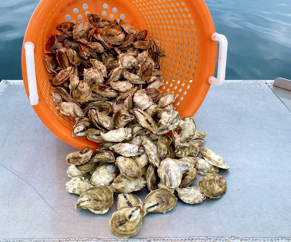 Madeleine Point Oysters from Yarmouth, ME