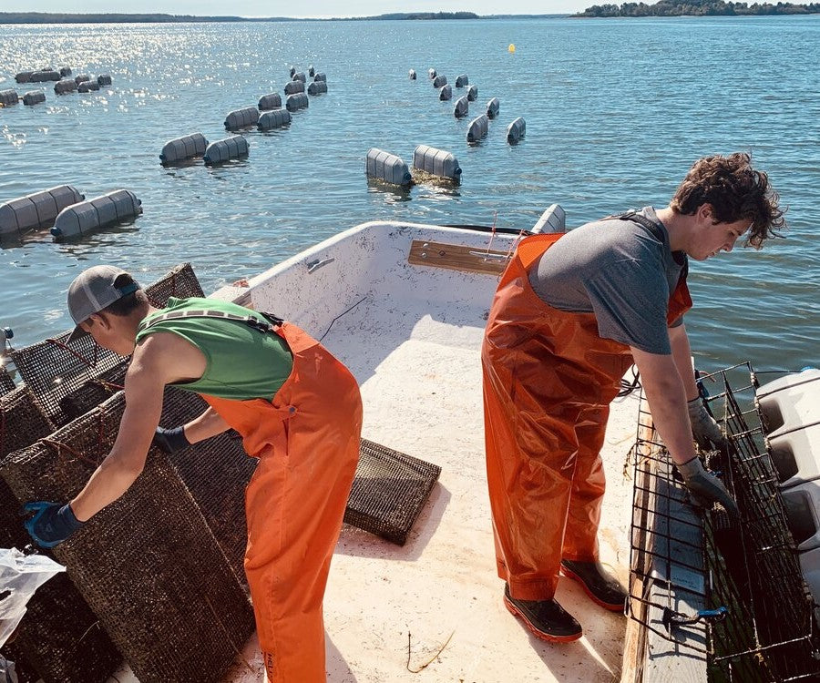 Madeleine Point Oysters from Yarmouth, ME