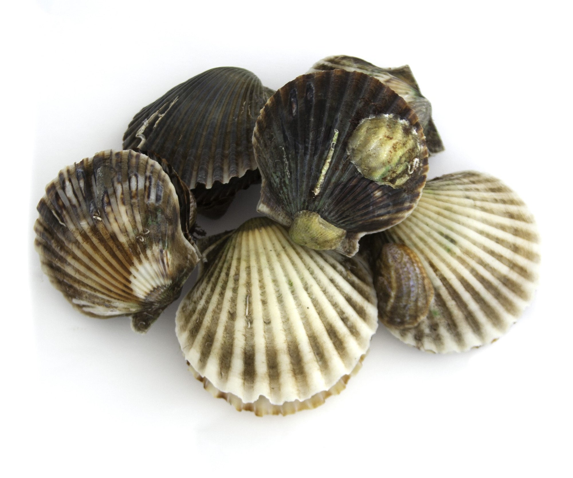 Live Wild Bay Scallops from Nantucket, MA