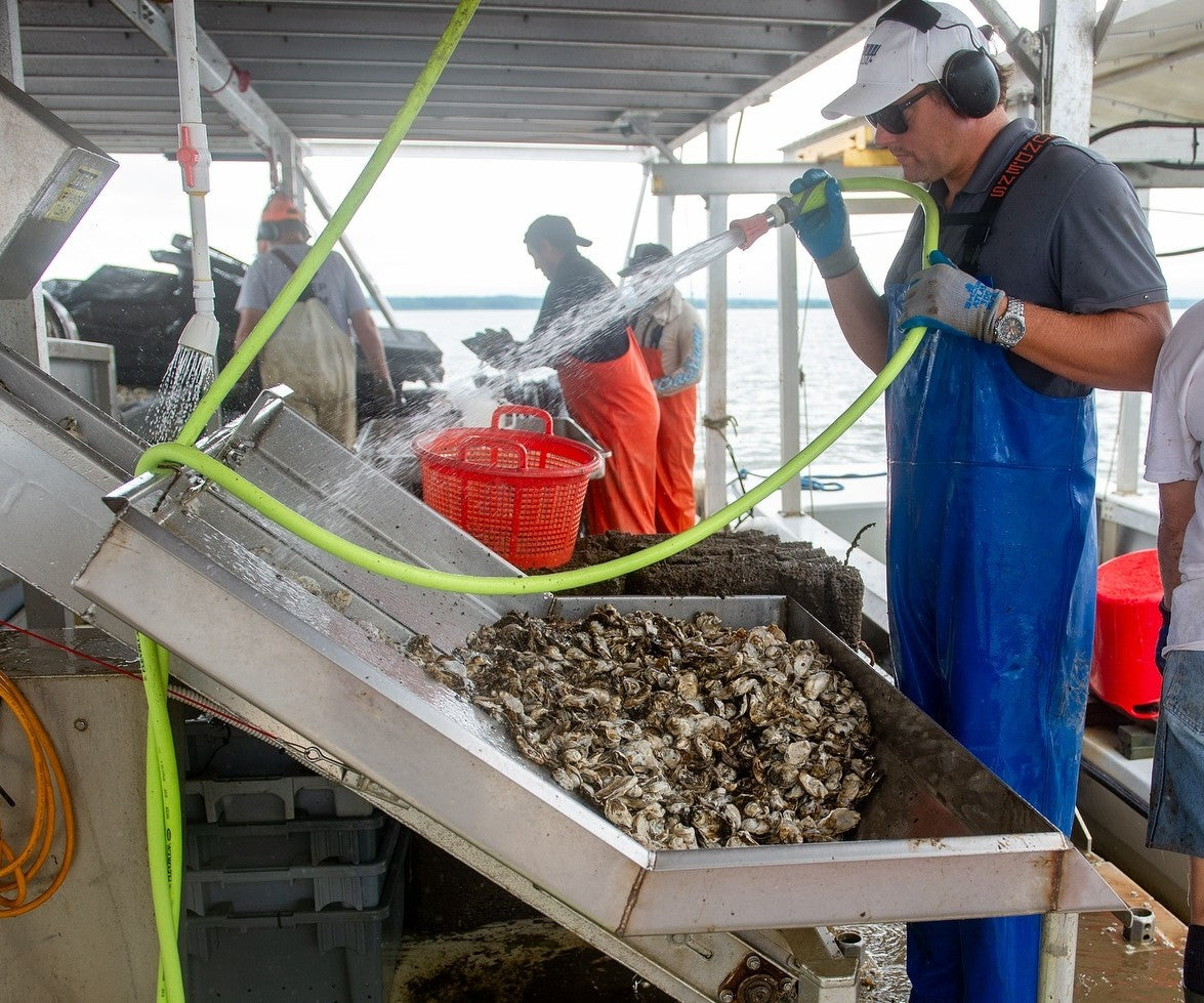 Orchard Point Oysters from Chesapeake Bay, MD
