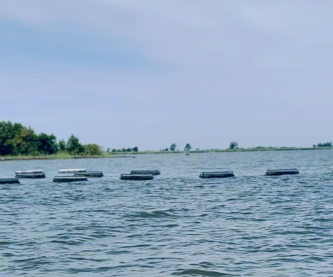 Orchard Point Oysters from Chesapeake Bay, MD