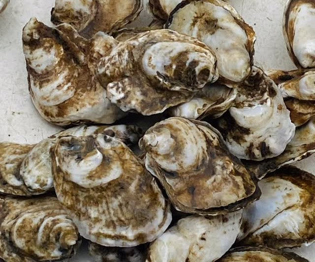 Orchard Point Oysters from Chesapeake Bay, MD