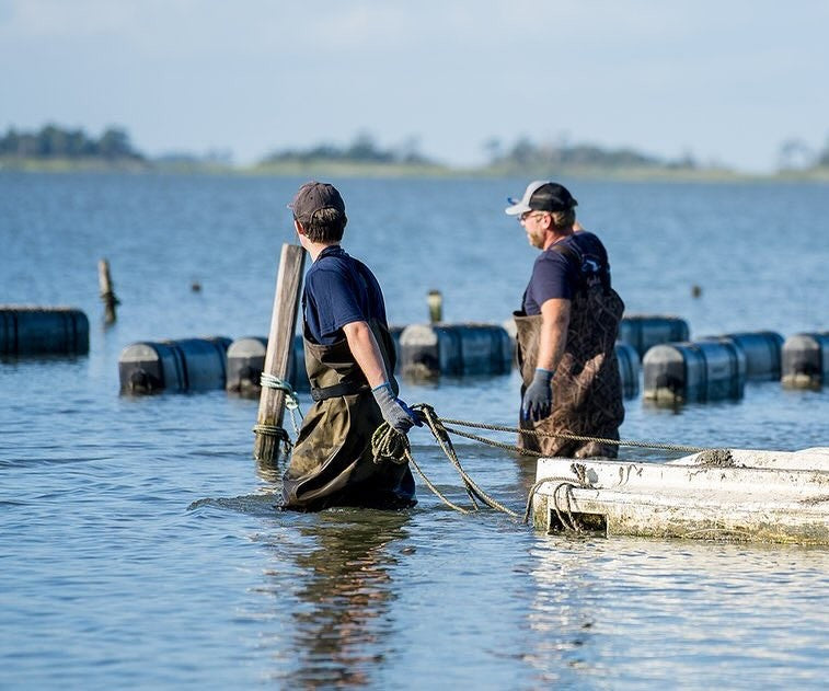Orchard Point Oysters from Chesapeake Bay, MD