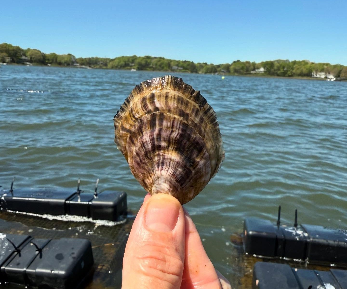 Poppy Oysters from Mashpee, MA
