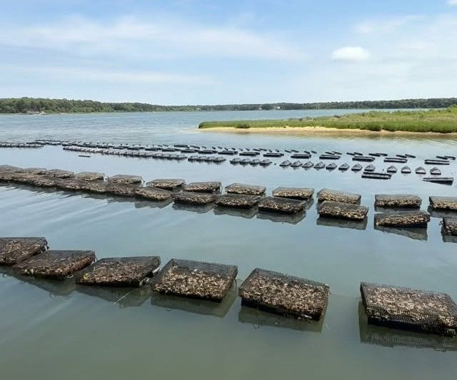 Poppy Oysters from Mashpee, MA