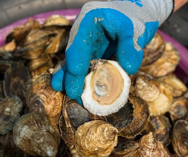 Poppy Oysters from Mashpee, MA